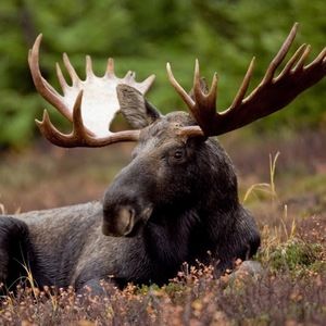 Meet your Posher, Meghan